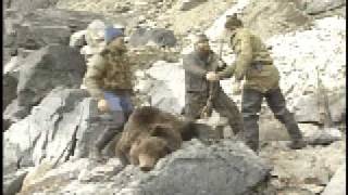 CLASSIC SIBERIAN BROWN BEAR KILL SHOT [upl. by Vergil]