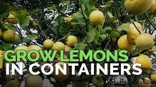 How to Grow Meyer Lemons in Containers Pt 1 [upl. by Gaultiero]