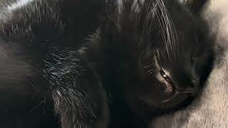 SLEEPY BOY ❤️ cat video viralvideo viral shorts [upl. by Malloch692]