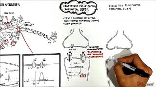 Neuron Neuron Synapses EPSP vs IPSP [upl. by Shushan369]