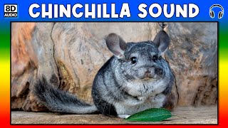 🐭 CHINCHILLA SOUND  CHINCHILLA SOUND EFFECT  SOUND OF CHINCHILLA  NOISE OF CHINCHILLA [upl. by Aciras]