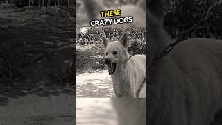 What Happened To This Crazy Dog Will Shock You😱 [upl. by Gabor]