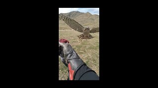 sparrowhawk hunt from a carbirds sparrowhawk falconery goshawkhunting 2024قوشبازی eagle [upl. by Arie953]