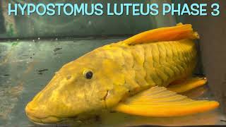 Hypostomus luteus PHASE 2 and 3 [upl. by Giza]