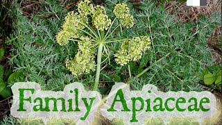 Family Apiaceae  Umbelliferae  Carrot family  Angiosperms HarumkiAmma [upl. by Intirb]