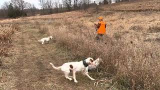 English setter hunting [upl. by Ertemed]