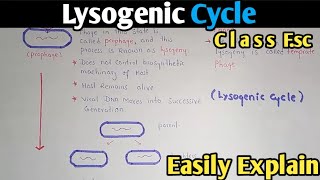 Lysogenic Cycle Of Bacteriophage Fully Explained  Class 11 Biology [upl. by Gerstner]