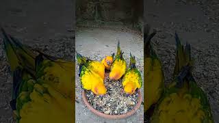 Sun conure beautiful parrots birdsvideoviralshorts [upl. by Otreblanauj]