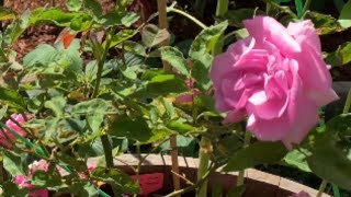 Zephirine Drouhin Rose Time Lapse Day 1 to Day 90 since Planting [upl. by Susi]