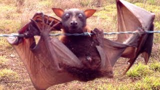 Tolga Mass Rescue of Little Red Flying Foxes off Barbed Wire [upl. by Delbert]