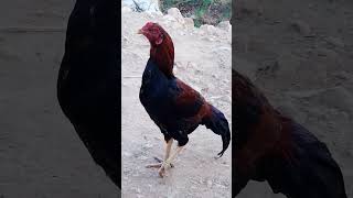 Tiger murga fighter birds kingaseel youtubeshorts 🐓💯❤️ [upl. by Arocat]