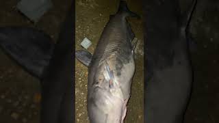 CATFISH LAKE JORDAN DAM ALABAMA fishing catfish alabama [upl. by Pahl490]