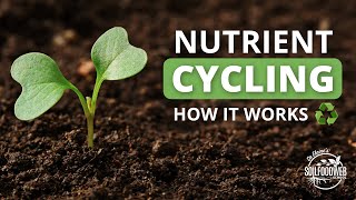 Nutrient Cycling  Soil Food Web School [upl. by Ortensia]