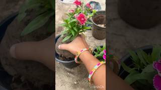 Report the plant 🪴 brought from the nursery 💐gardening reporting viralvideo [upl. by Arraek]