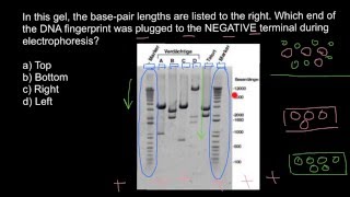 Basics of the gel electrophoresis [upl. by Seiber]