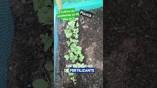 En 10 días están germinando de buena manera cultivar zanahorias y rabanitos en casa no es difícil [upl. by Heurlin]