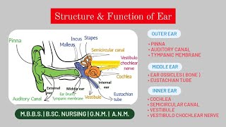 Anatomy amp Physiology of EAR  Structure ExternalMiddleInner ear  Function of each part of Ear [upl. by Fotinas]