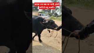 76000 की यह भैंस 14 लीटर दूध  This buffalo worth Rs 76000 gives 14 litres of milk [upl. by Aihk44]