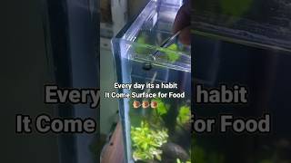 Every day habit of my Snail [upl. by Harad]