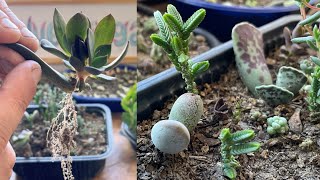 Suculentas Reproducidas por Hoja 🌱  Trasplante y Tips [upl. by Teeter620]