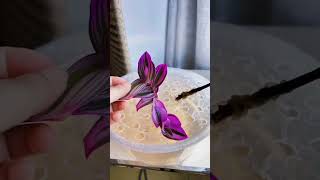 Amazing hydroponic growing flowers so beautiful plants garden flower gardenflowers [upl. by Kirsch]