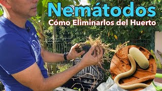 Nemátodos￼  Cómo Eliminarlos [upl. by Yniar]