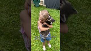 The raccoon who stole my heartshorts rescue animal raccoon cute pet [upl. by Ettezus]