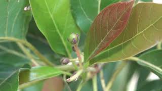 Growing Avocados in Zone 9b [upl. by Aknayirp]