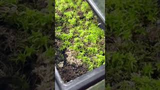 Sphagnum moss propagation [upl. by Elleimac]