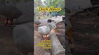 Duck House In Delhi ducks [upl. by Ainevuol162]