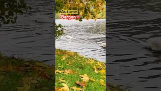 I am Lost in Colorful Bergen  Autumn norway shorts bergen autumn fallcolors shortvideo [upl. by Filia523]