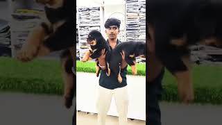 Rottweiler Rottweiler price Rottweiler dog Rottweiler puppies Available for sale dog pets [upl. by Mcspadden977]