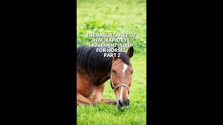 🌟 Unlocking the significance of REM sleep for horses [upl. by Anelhtak]