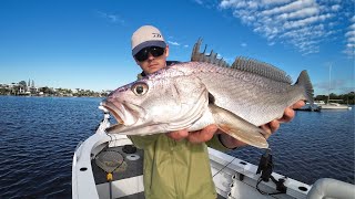 The Rivers Full Of Jewfish  Lure Fishing Noosa River [upl. by Blondy]