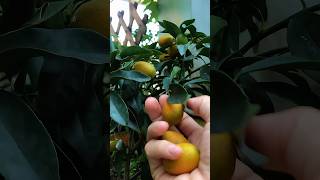 kumquat harvesting 19 harvest satisfying gardening [upl. by Lusar629]