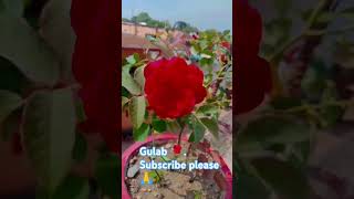 Gulab ka phool ke liye like subscribe 🙏 [upl. by Ricardama]