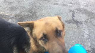 Scared Street Dog Didnt Trust A Soul Until This Lady Found Her  Cuddle Buddies [upl. by Anuahsat]