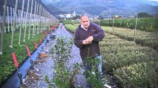 How to fertilize blueberries [upl. by Rudin]