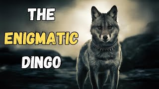 The Enigmatic Dingo Secrets of Australias Wild Dog Revealed [upl. by Aundrea]