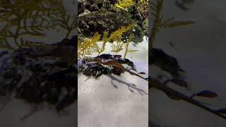 Sea dragonsyngnathidae singapore fun youtubeshorts funnyshortsvideo funnymoments fishvideo [upl. by Ssepmet]