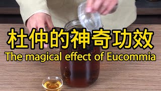 杜仲的功效與作用 The efficacy and function of Eucommia ulmoides [upl. by Bunder]