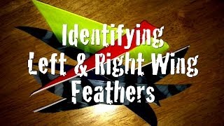 How to Identify Left and Right wing Feathers [upl. by Nolyad897]