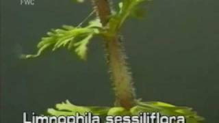 limnophila Limnophila sessiliflora [upl. by Bobby]