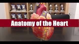 Anatomy of the heart [upl. by Byrann]