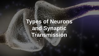 Types of Neurons and Synaptic Transmission [upl. by Thomsen]