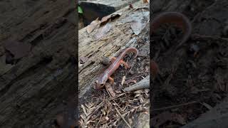 California Newt Taricha torosa [upl. by Lotsirk]