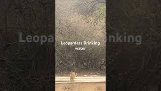 Leopardess drinking Water [upl. by Hannus]