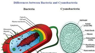 Difference bw bacteria and cyanobacteria [upl. by Mcmahon]