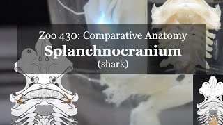 Osteology Chondrology Splanchnocranium shark [upl. by Yretsym844]