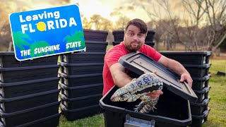 200 Tegus Evicted from Florida [upl. by Eatnahc9]